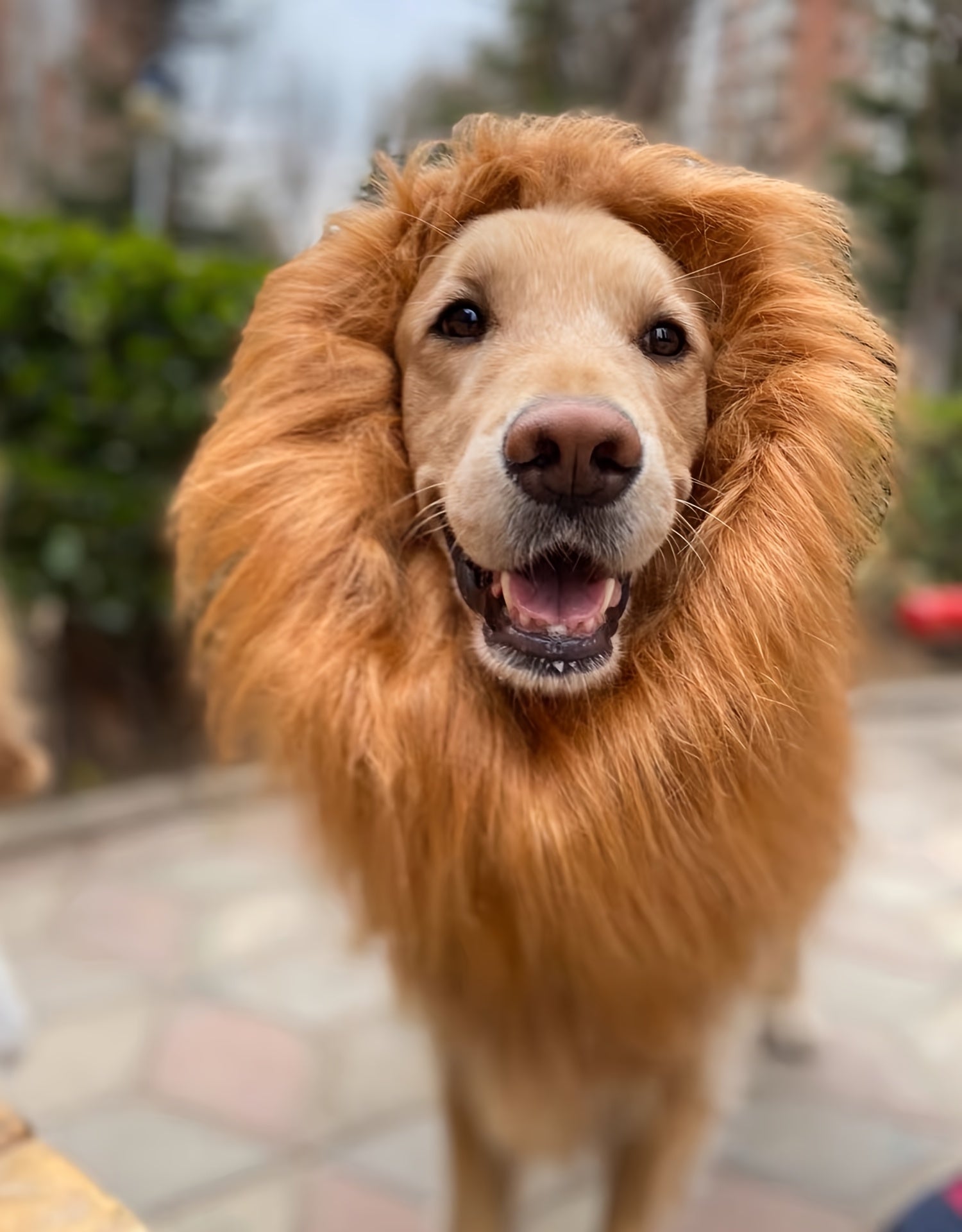 Costume per cane - Criniera di leone in peluche per cani