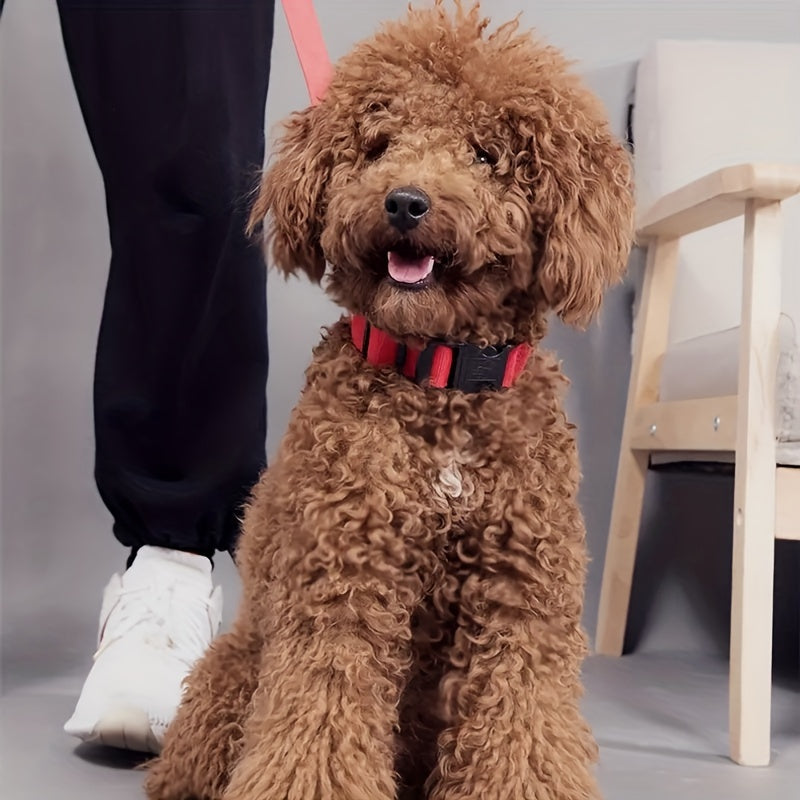 Collare Luminoso Regolabile per Cani – Sicurezza Notturna e Visibilità